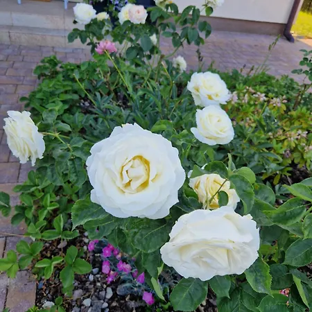 Casa vacanze House 15 Min Gdansk Old Town And Airport *